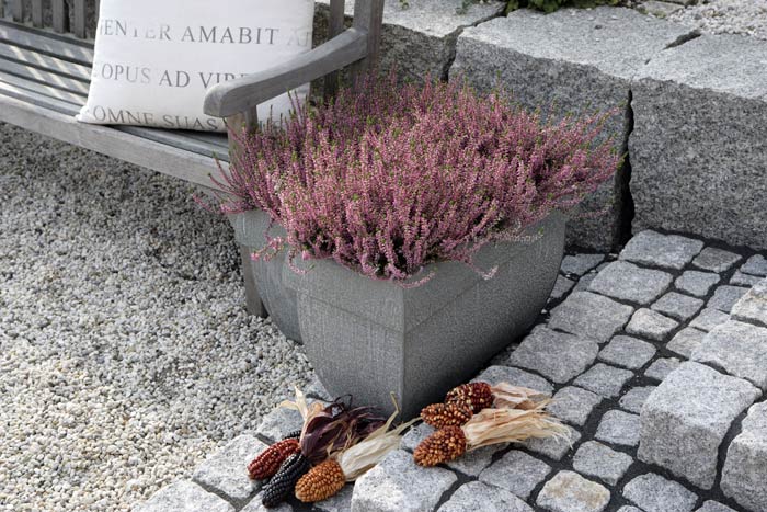 Moderne Bepflanzung für Terrasse und Garten - Heidetrends